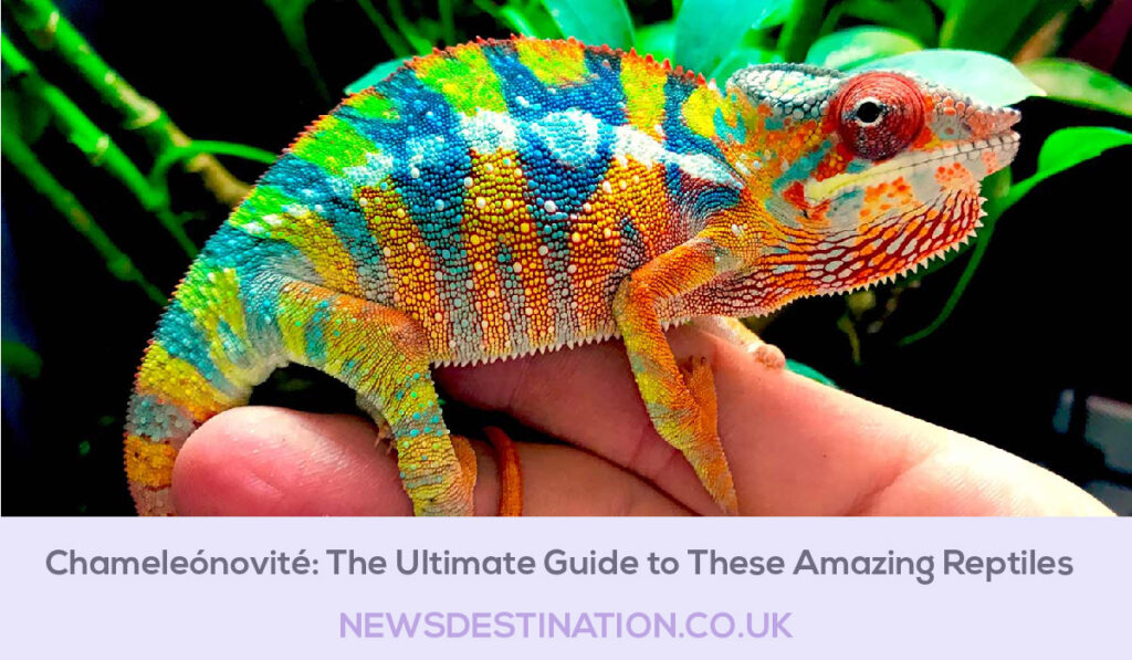 Chameleónovité: The Ultimate Guide to These Amazing Reptiles