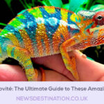Chameleónovité: The Ultimate Guide to These Amazing Reptiles