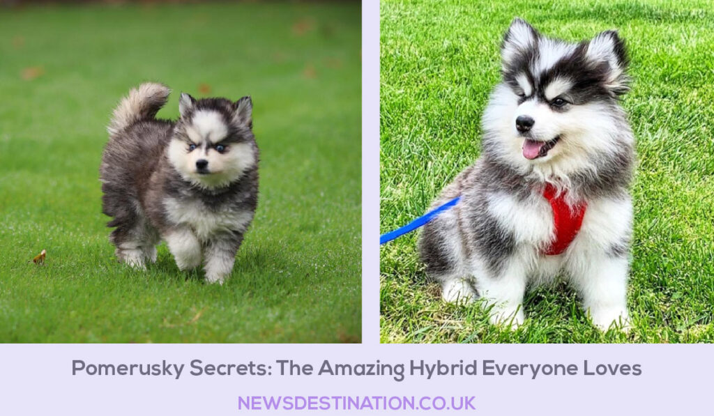 Pomerusky Secrets: The Amazing Hybrid Everyone Loves