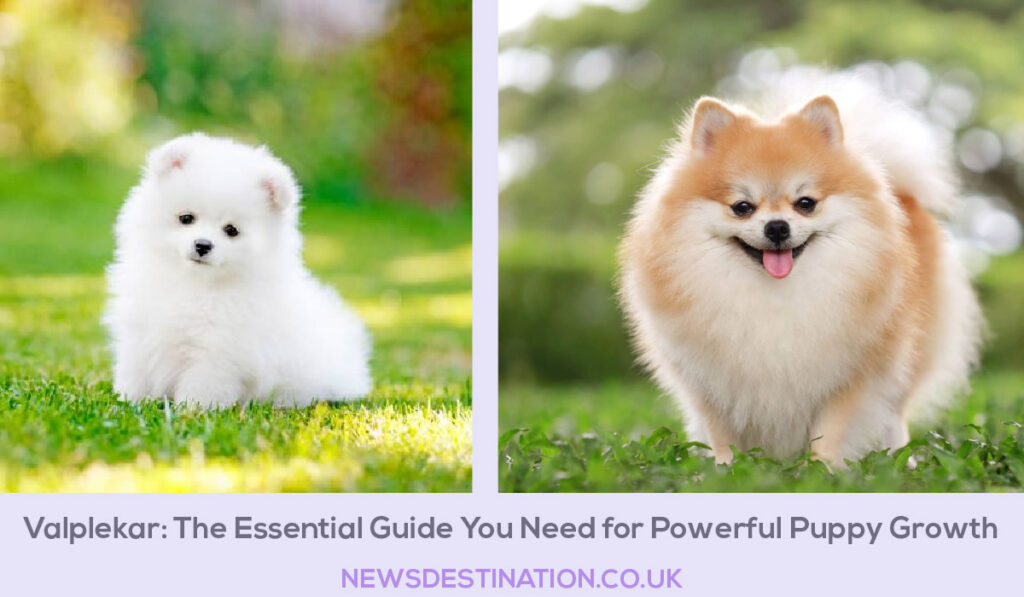 Valplekar: The Essential Guide You Need for Powerful Puppy Growth